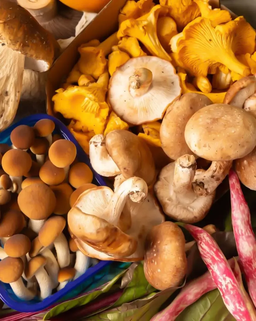 Seasonal Mushroom