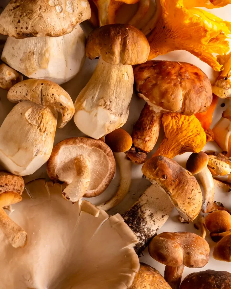 The Mushrooms Have Arrived!