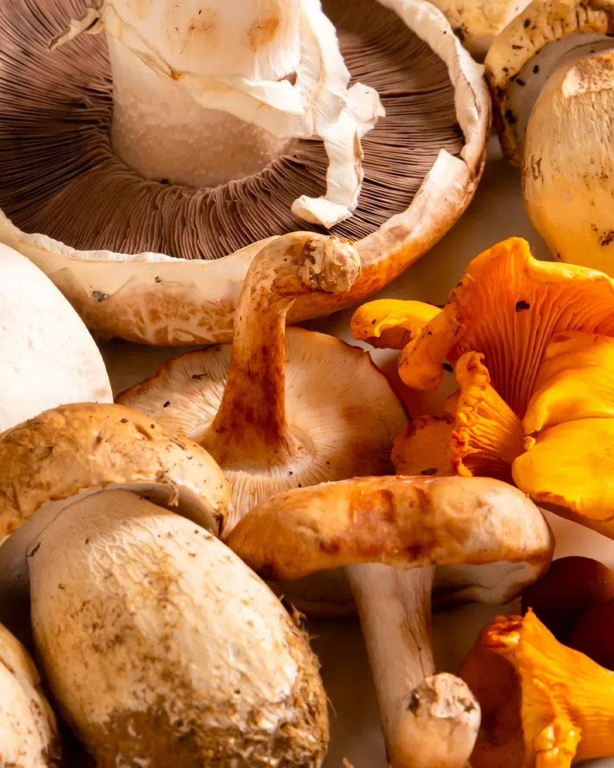 The Mushrooms Have Arrived!