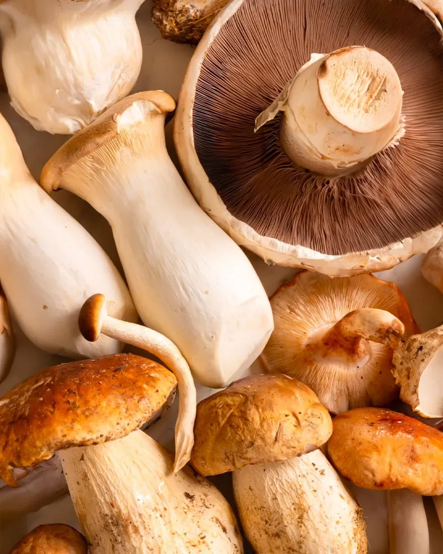 The Mushrooms Have Arrived!