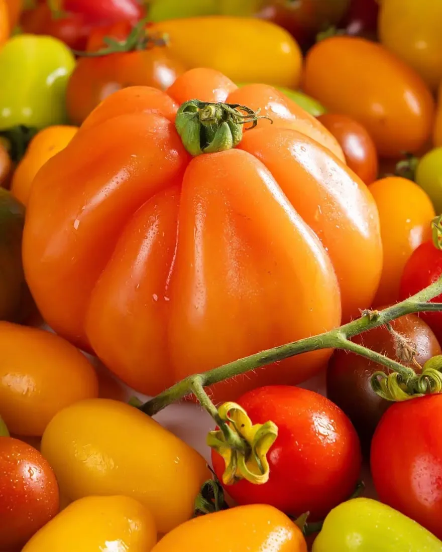 Pomodori Milano