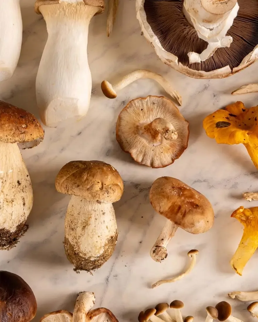 Seasonal Mushroom