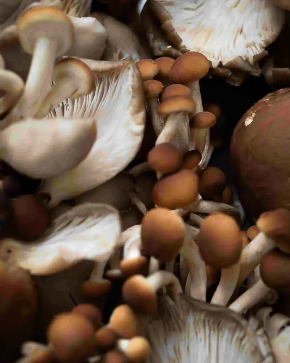 Mushroom season