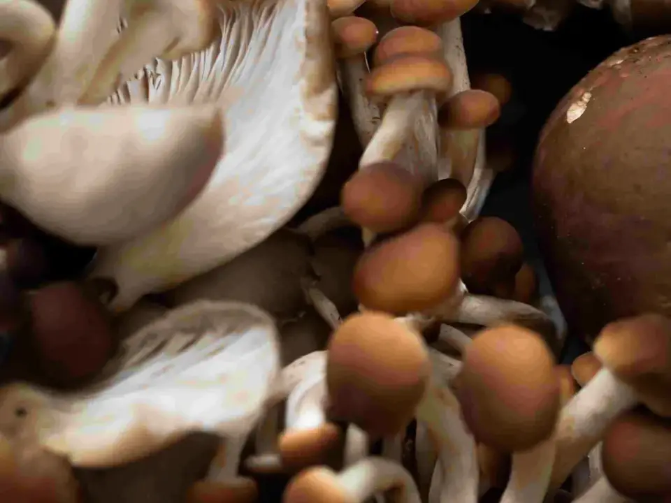 Mushroom season