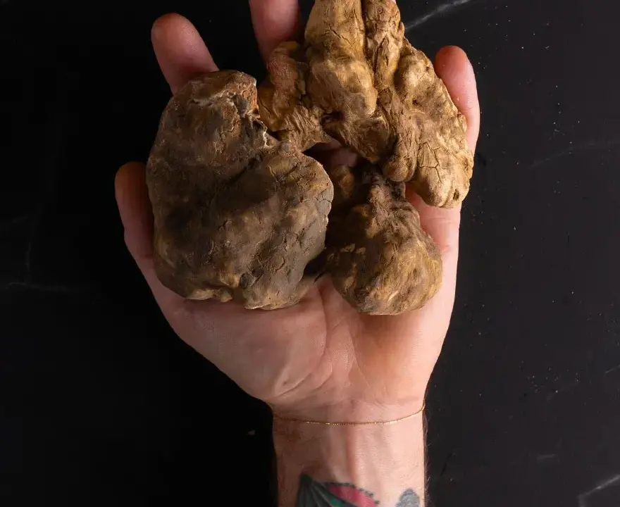 Scent of Truffle