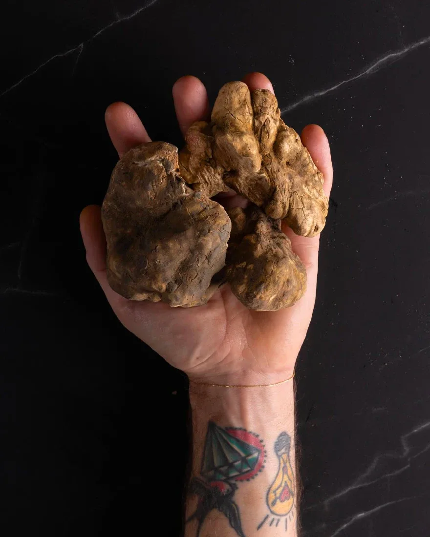 Scent of Truffle
